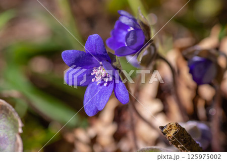 The blooming bud of a blue forest primrose 125975002