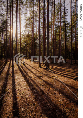 Parallel forest lines do not intersect Parallel forest lines do not intersect 125975003