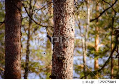 A woodpecker beating a pine tree and splinters flying A woodpecker beating a pine tree and splinters flying 125975004