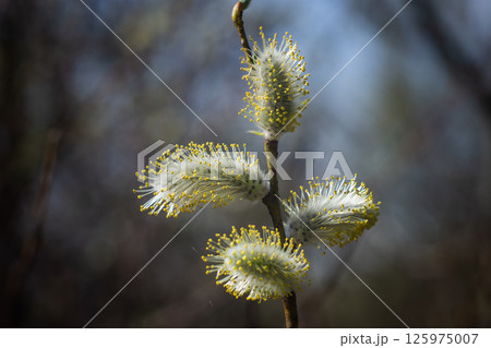 A branch of a flowering willow A branch of a flowering willow 125975007