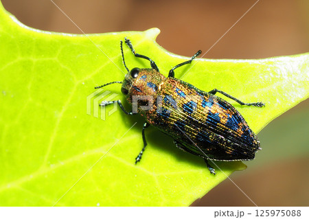 クロホシタマムシ 125975088