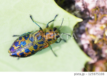 クロホシタマムシ クロホシタマムシ 125975108