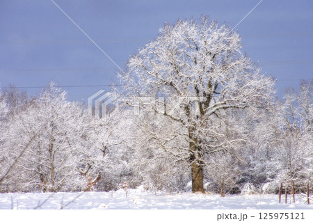 A snow-covered tree in a field A snow-covered tree in a field 125975121