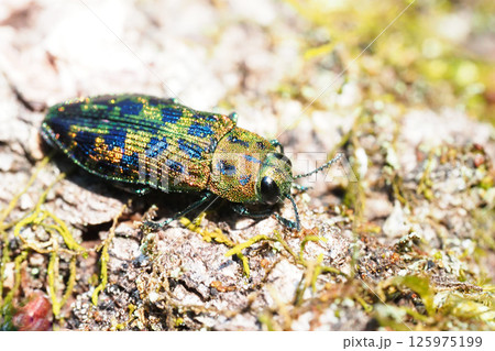 クロホシタマムシ 125975199