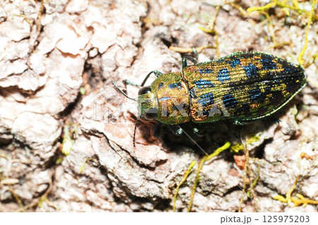 クロホシタマムシ 125975203