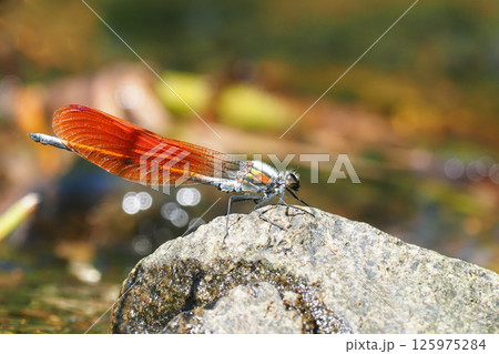 カワトンボ（オス・橙色翅型） 125975284