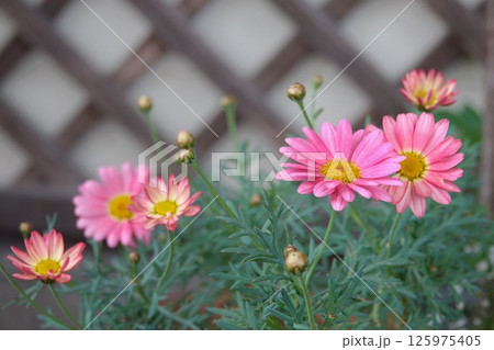 ピンクのマーガレット 125975405