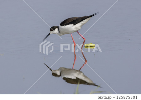 セイタカシギと水面に写るその姿 125975501