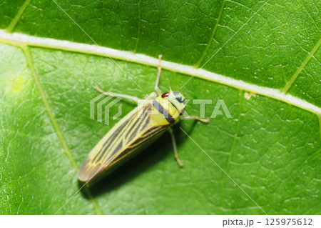 クワキヨコバイの一種 125975612