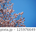 こんにちは桜 125976649