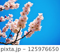 元気に咲く桜の花 125976650