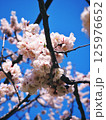 青空に映える桜 125976652