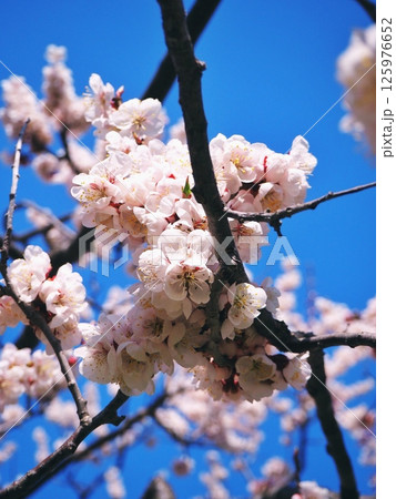 青空に映える桜 125976652
