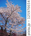 青空に映える満開の桜 125976654