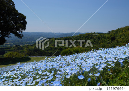 色が濃すぎないネモフィラ（空抜け）2 125976664