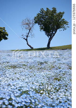 色が濃すぎないネモフィラ（2本の木） 125976666