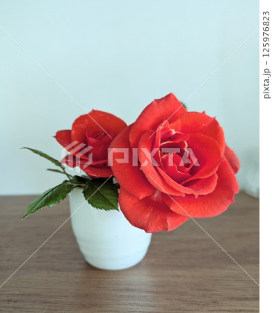 室内のミニバラ 125976823