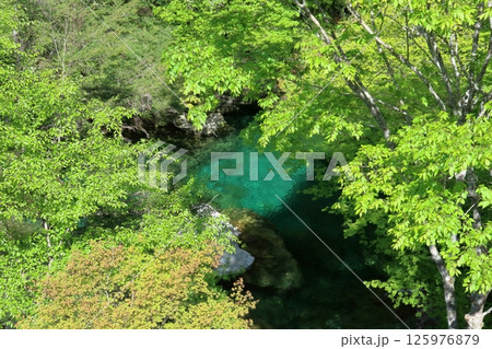 瀬戸川を彩る新緑　（高知県　土佐町　瀬戸川渓谷） 125976879