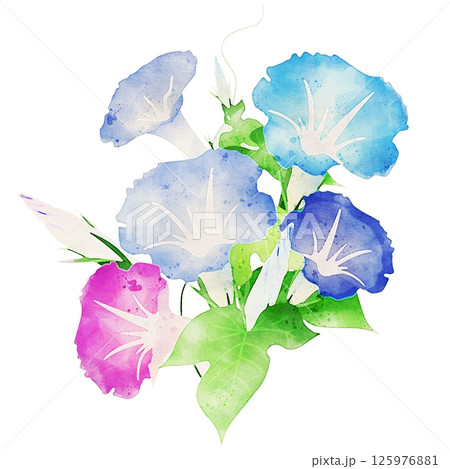 水彩で描いた朝顔のイラスト 水彩で描いた朝顔のイラスト 125976881
