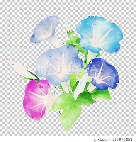 水彩で描いた朝顔のイラスト 水彩で描いた朝顔のイラスト 125976881