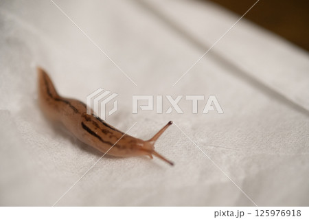 捕獲したなめくじ　(写真素材) 125976918