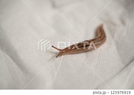 捕獲したなめくじ (写真素材) 捕獲したなめくじ (写真素材) 125976919