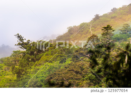 屋久島白谷雲水峡 きれいな虹(5月) 屋久島白谷雲水峡 きれいな虹(5月) 125977054