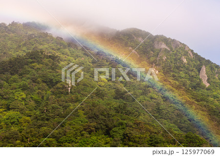 屋久島白谷雲水峡　きれいな虹(5月) 125977069