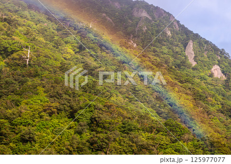 屋久島白谷雲水峡の山と虹(5月)新緑若葉に映えるきれいな虹 125977077