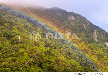 屋久島白谷雲水峡 きれいな虹(5月) 屋久島白谷雲水峡 きれいな虹(5月) 125977079