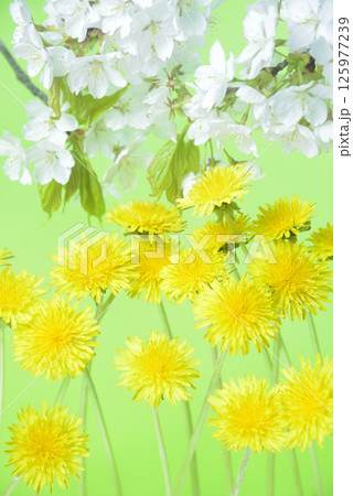 背景素材のタンポポの花と桜 125977239