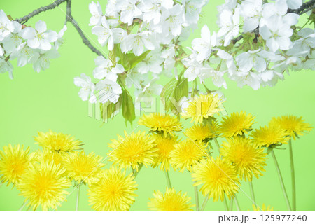 背景素材のタンポポの花と桜 125977240