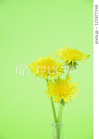 背景素材のタンポポの花 125977248