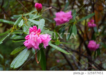 シャクナゲの花 125977451