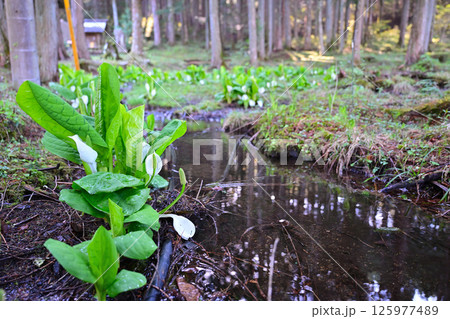 水芭蕉の咲く水芭蕉 水芭蕉の咲く水芭蕉 125977489