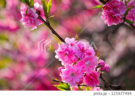 美しいピンクの花桃 美しいピンクの花桃 125977494