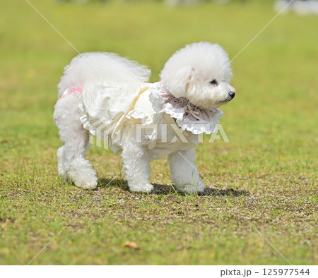 モフ会にて モフ会にて 125977544