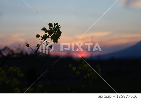 春の夕暮れのりんご園 春の夕暮れのりんご園 125977616