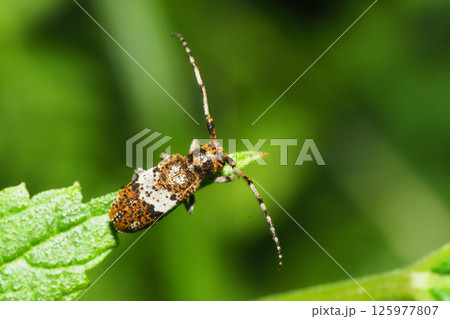 シロオビゴマフカミキリ 125977807