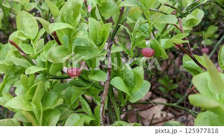Closeup blooming bush of wild berry - Common bilberry or Vaccinium myrtillus with fresh green leaves and small flowers in spring forest at sunny day. Springtime natural background, shallow focus. 125977818