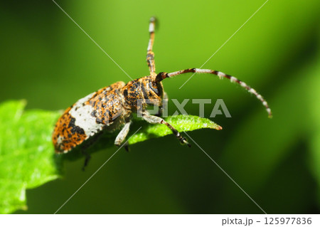 シロオビゴマフカミキリ 125977836