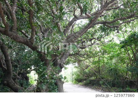 竹富島の生命力豊かな樹木 125977860