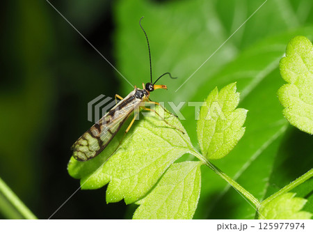 シリアゲムシの一種 125977974