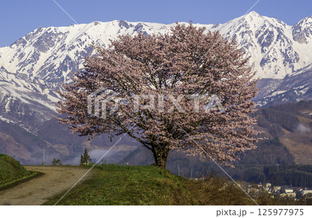 白馬村野平地区からの満開の一本桜と雪の白馬岳 125977975