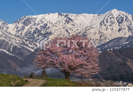 白馬村野平地区からの満開の一本桜と雪の白馬岳 125977977