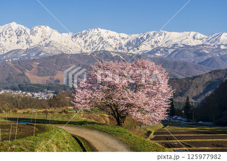 白馬村野平地区からの満開の一本桜と雪の白馬岳 125977982
