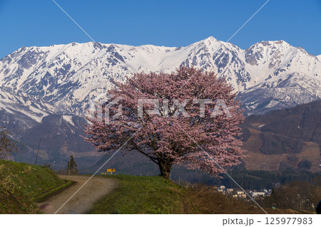 白馬村野平地区からの満開の一本桜と雪の白馬岳 125977983