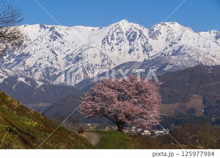 白馬村野平地区からの満開の一本桜と雪の白馬岳 125977984