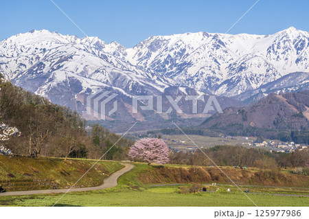 白馬村野平地区からの満開の一本桜と雪の白馬岳 125977986