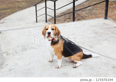 A beagle wearing a collar rests on a concrete walkway next to a set of stairs in a park. 125978194